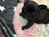 Französische Bulldogge Welpe - Allstedt