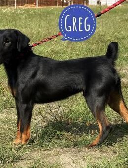 Greg - ein kleiner Powerpaket - Flörsheim-Dalsheim