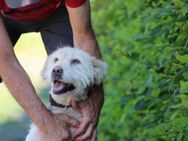 Sandy - hübsche Wuschelhündin - Lohra