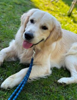 Golden Retriever mit Ahnentafel ( deckrüde ) - Kehl