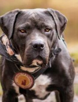 Schenkst du Fiero ein neues Leben? - München