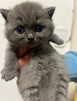 Britisch langhaar - Ahaus Zentrum