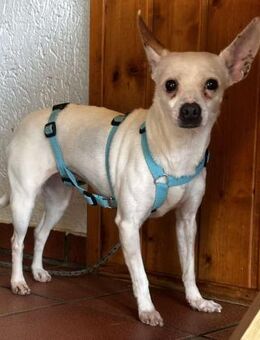 Cilla - ein kleines Schätzchen! - Heinsberg