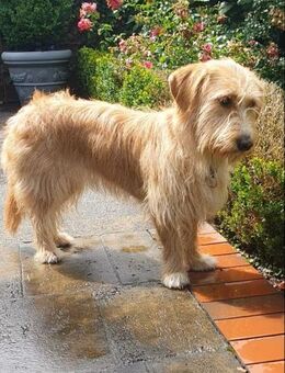 Kira wartet auf dein Besuch! - Gerlingen