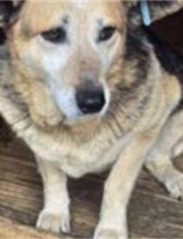 Kajala - Pflegestelle oder Zuhause gesuc - Oberwies