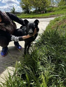 Soziale AMBRA sucht Familie fürs Leben♥️ - München