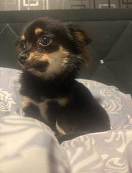 Chihuahua Dame Lilo - Kittendorf