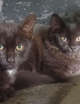 Main coon und Hauskatze Kitten - Bückeburg Zentrum