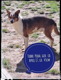 Tobbi-Yoda sucht sein Zuhause - Gelenau (Erzgebirge)