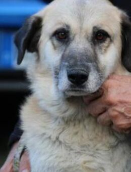 Mana - sehr verschmust u. lieb - Lohra