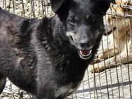 POLLY sucht liebevolles Zuhause - Neuberg