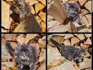 Maine Coon Kitten suchen Herzensplätze - Kiefersfelden