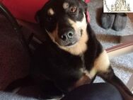 Milly Boy Schmusebacke sucht Zuhause - Kissing