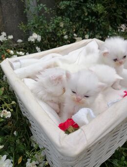 Perser kitten - Kyritz