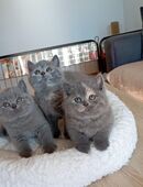 BKH-Kitten in blue und blue-tortie ( Stammbaum)! in 90513
