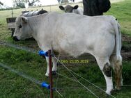 Galloway Kuh zum Verkauf - Frohburg