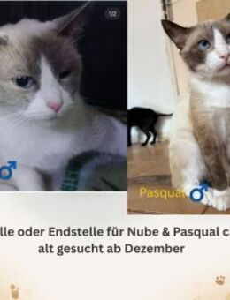 Werde Pflegestelle für Katzen in NOT - Benediktbeuern