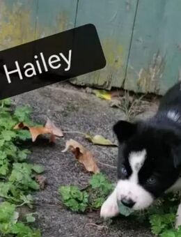 Wunderschöne Husky-Mix-Hündin "Hailey" sucht ihr Für-immer-Zuhause - Frankfurt (Main) Bergen-Enkheim