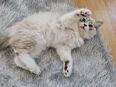 Kater ( 3 Monaten) sucht ein liebevolles Zuhause! in 09130