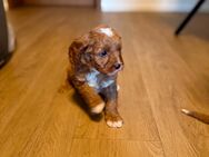 Wunderschöne Maltipoo Welpen - Würzburg