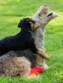 Airedale Terrier in 17179