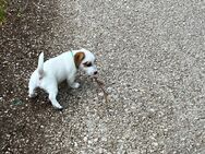 Reinrassige Welpen Jack Russell Terrier, von 28.06 verfügbar abzugeben - Erlangen