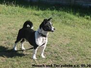 Speedy sehr aktiv und lieb - Berlin