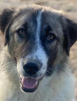 Joel, geb. ca. 01/2023, Griechenland - Markdorf