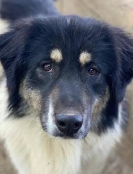 Rainy, geb. ca. 11/2022, Griechenland - Markdorf