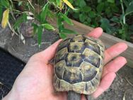 Drei griechische Landschildkröten abzugeben (Testudo hermanni) - Göttingen