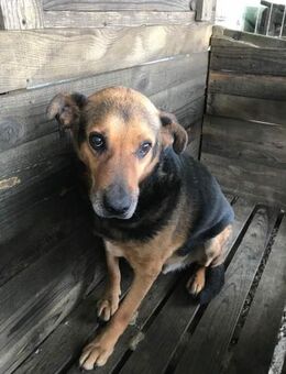 CORCKY, sucht einen Gnadenplatz - Bonndorf (Schwarzwald)