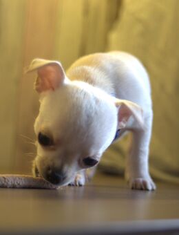 Chihuahua Welpen suchen Traumzuhause - Gladbeck
