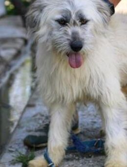 Nadia - hübsche Wuschelhündin - Lohra