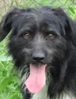 COOPER wartet schon lange - Gefrees