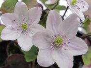 10 Samen vom Leberblümchen WEIß 'Rosette' Hepatica nobilis - Singen (Hohentwiel)