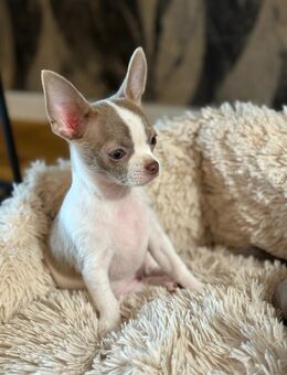 Chihuahua welpen Kurzhaar Apfelkopfform1600e - Hanau (Brüder-Grimm-Stadt) Wolfgang