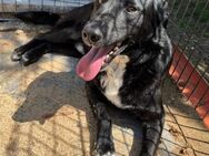 ❣️🐾Ein aktiver Traum: Finn🐾❣️ - Eislingen (Fils)