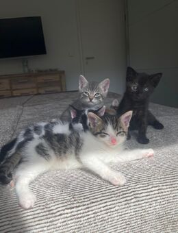 Süße Kitten abzugeben Ende September - Elsenfeld