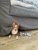Chihuahua in 06132