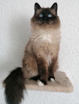DECKKATER HEILIGE BIRMA - Geislingen (Steige)