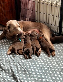 Labrador Welpen reinrassig - Brilon