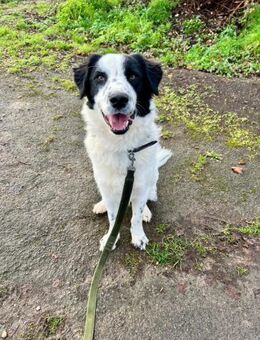 Nico - ein echter -one-man-dog- - Mettmann