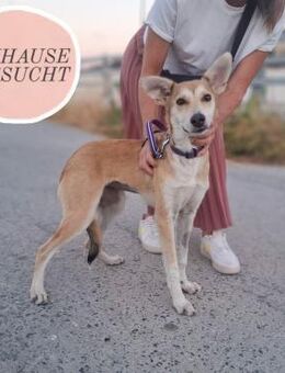 Kämpferin NESSA sucht liebevolle Familie - Saarbrücken