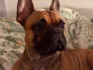 Französische Bulldogge Hündin Abzugeben! - Gera