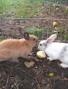 Zwei wunderschöne, zahme Zwergkaninchen / Hasen männlich - Pöttmes