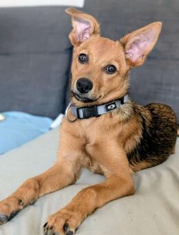 IGUALA 🌟 einfach bezaubernd!! - Neudenau