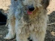 ALFI - 40 cm und voller Lebensfreude - Weilheim (Oberbayern)