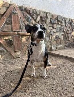 Verschmuster Frenchie Panolo sucht# - Essen