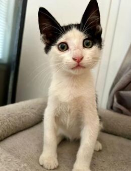 Patch aus dem Tierschutz - Grevenbroich