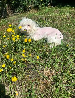 Süßer Chinese Crested Neptun sucht sein Traumzuhaus - Seßlach